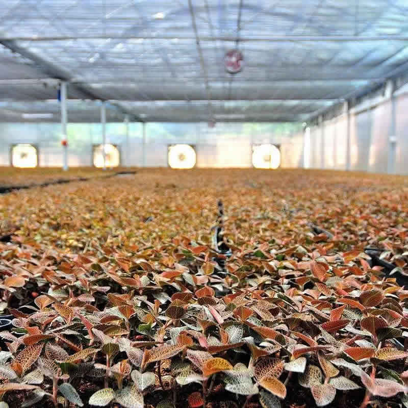 金线莲种植基地