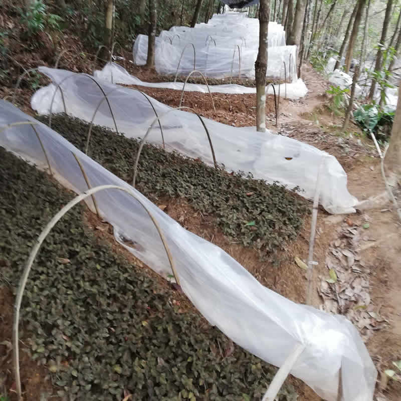 益寿金线莲林下种植基地