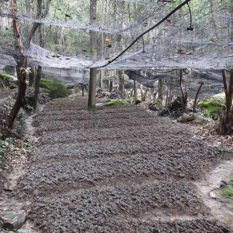 金线莲、石斛林下种植基地