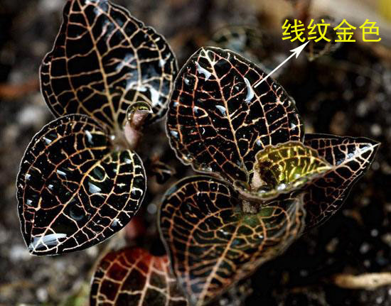 关于金线莲