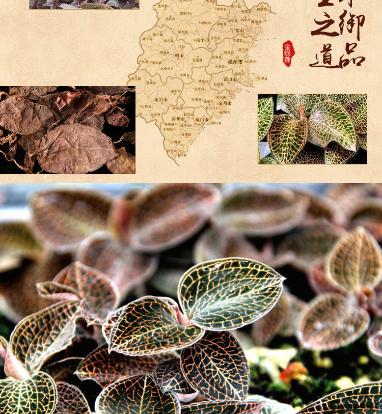 林下种植金线莲 50克礼盒装