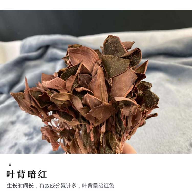 金线莲干品 50克10管 礼盒装